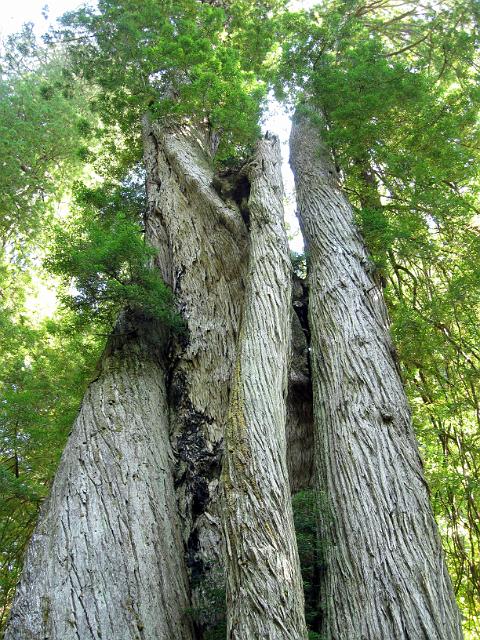 Bolan Mt & Redwoods-172.JPG - Corkscrew Tree